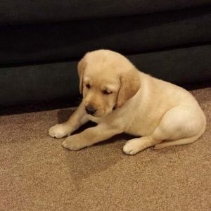 Meet your Posher, Emma